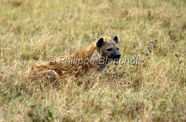 kenya 43.JPG - Hyène tachetéeSpotted hyenaCrocuta crocutaRéserve de Masai MaraMasai Mara National ReserveKenya